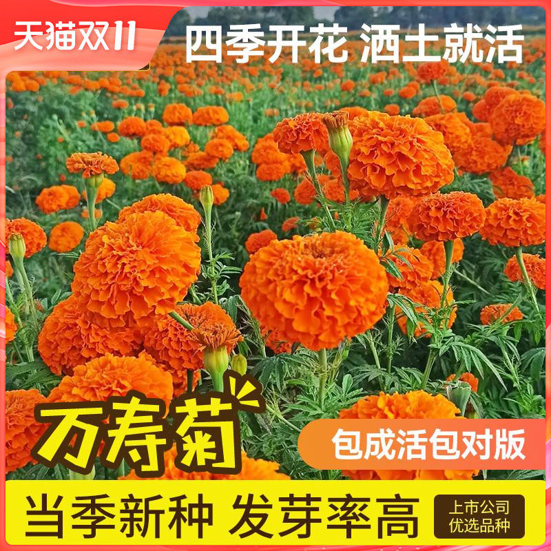 史丹利万寿菊花种子盆栽种植四季播种开花盆栽植物芳香叶花籽易活