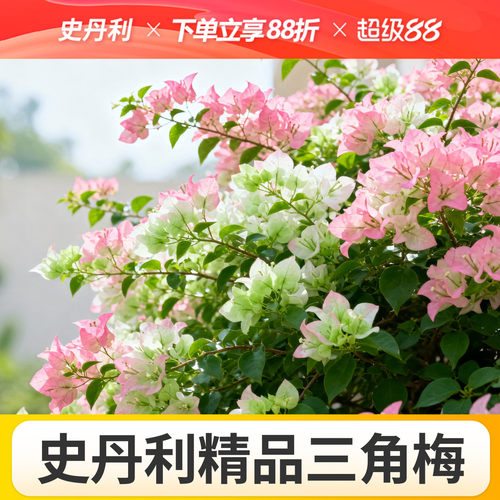 史丹利精品三角梅带花发货