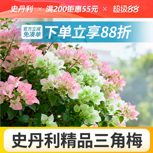 史丹利精品三角梅带花发货