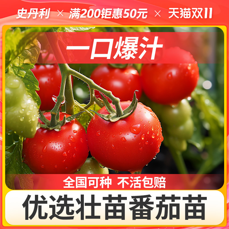 史丹利甄选四季番茄当季壮苗