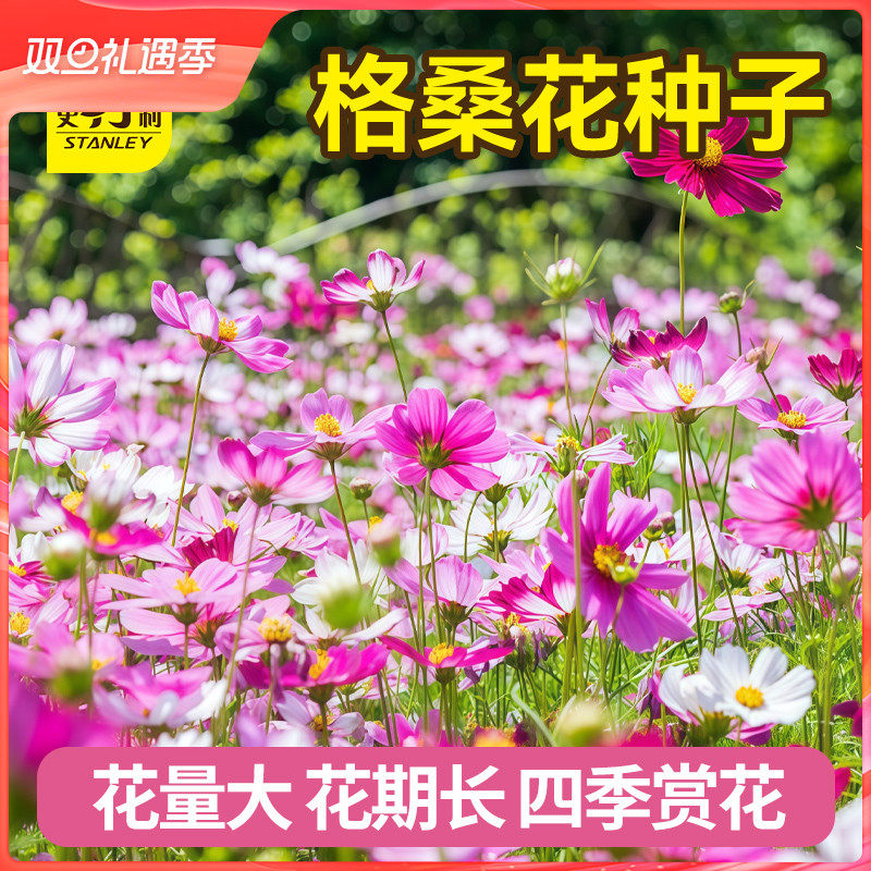 史丹利格桑花种子矮杆波斯菊