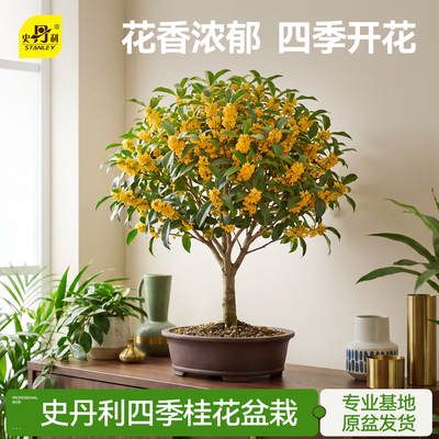 史丹利桂花树苗四季桂盆栽花香