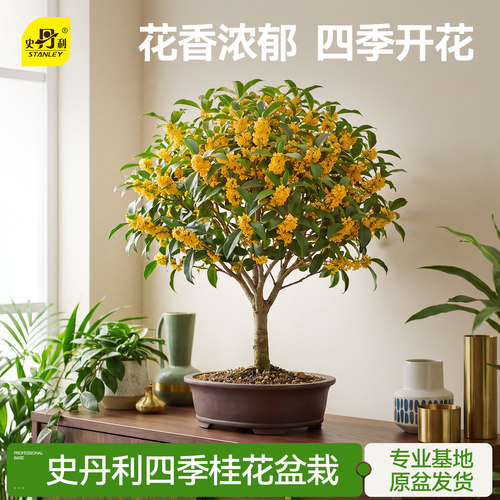 史丹利桂花树苗四季桂盆栽花香