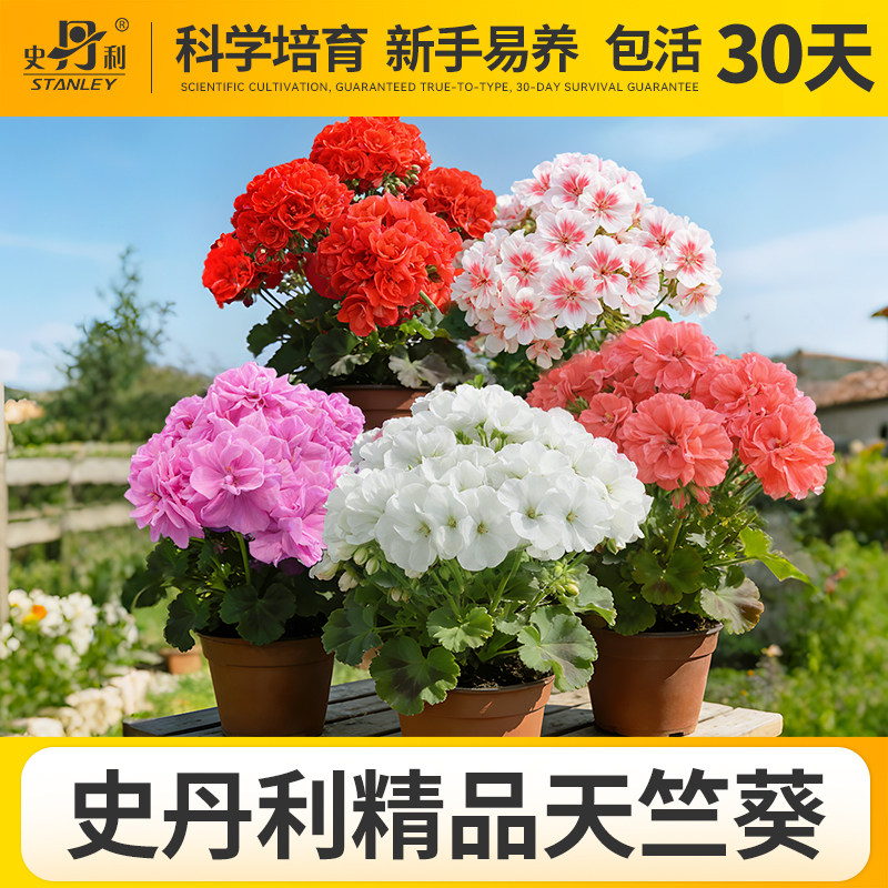 史丹利天竺葵盆栽对版重瓣好养的四季花苗品种四季开花大花天竺葵