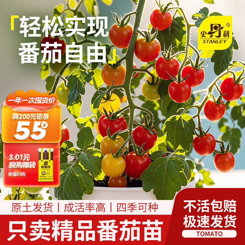 史丹利甄选四季番茄当季壮苗