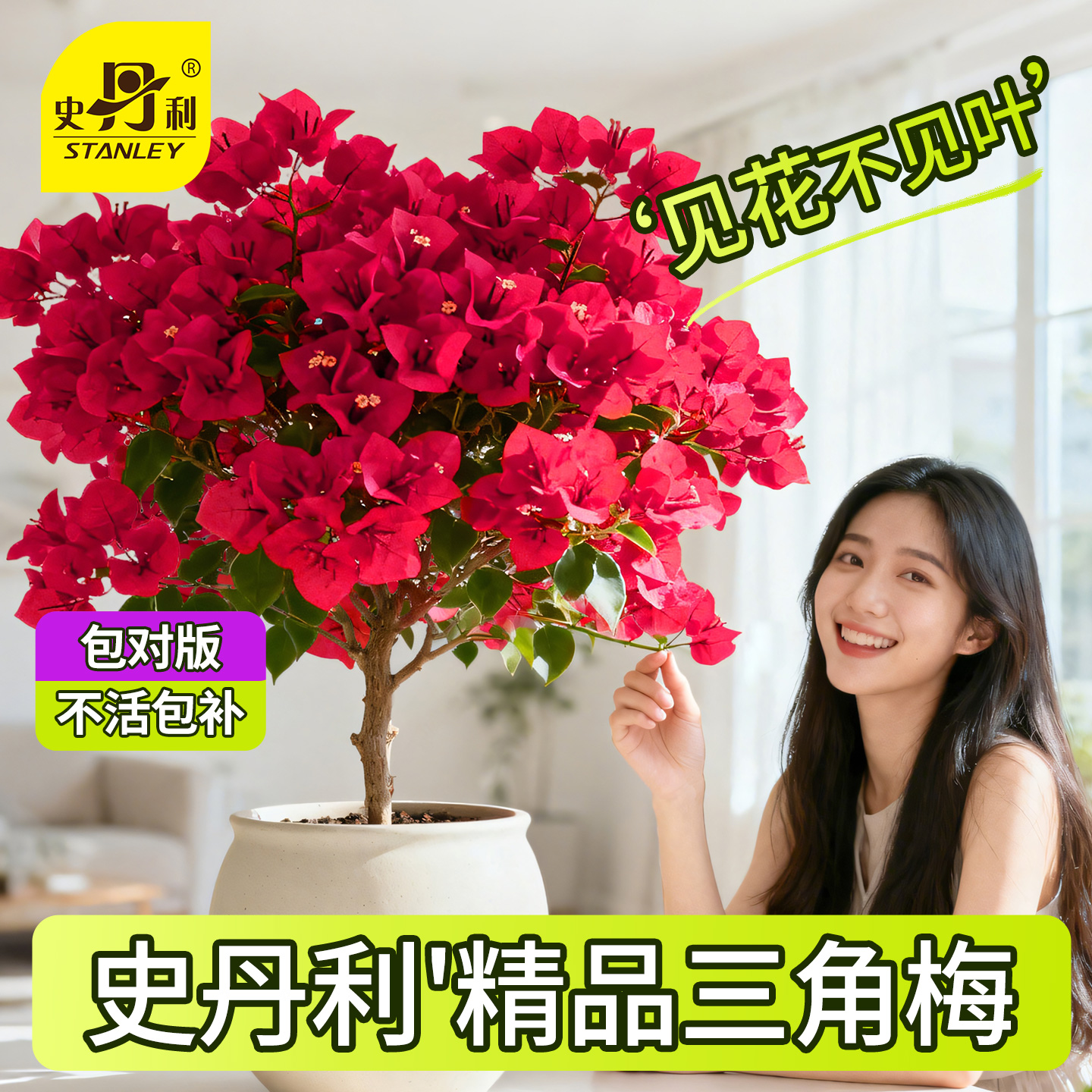 史丹利精品三角梅带花发货