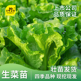 史丹利生菜苗意大利秧苗带土奶油生菜大速生菜玻璃四季蔬菜苗大全