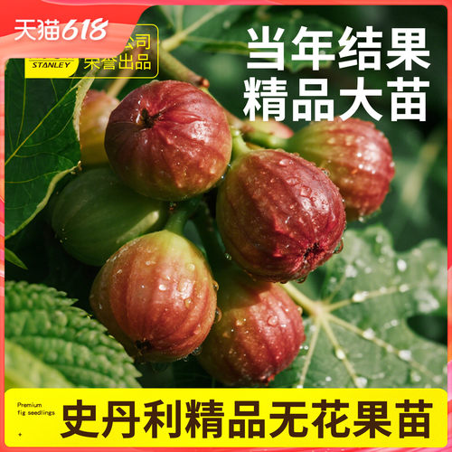 史丹利无花果树苗当年结果