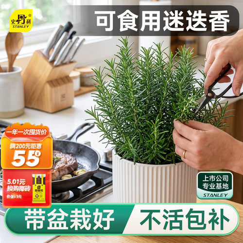 史丹利迷迭香盆栽可食用香草植物