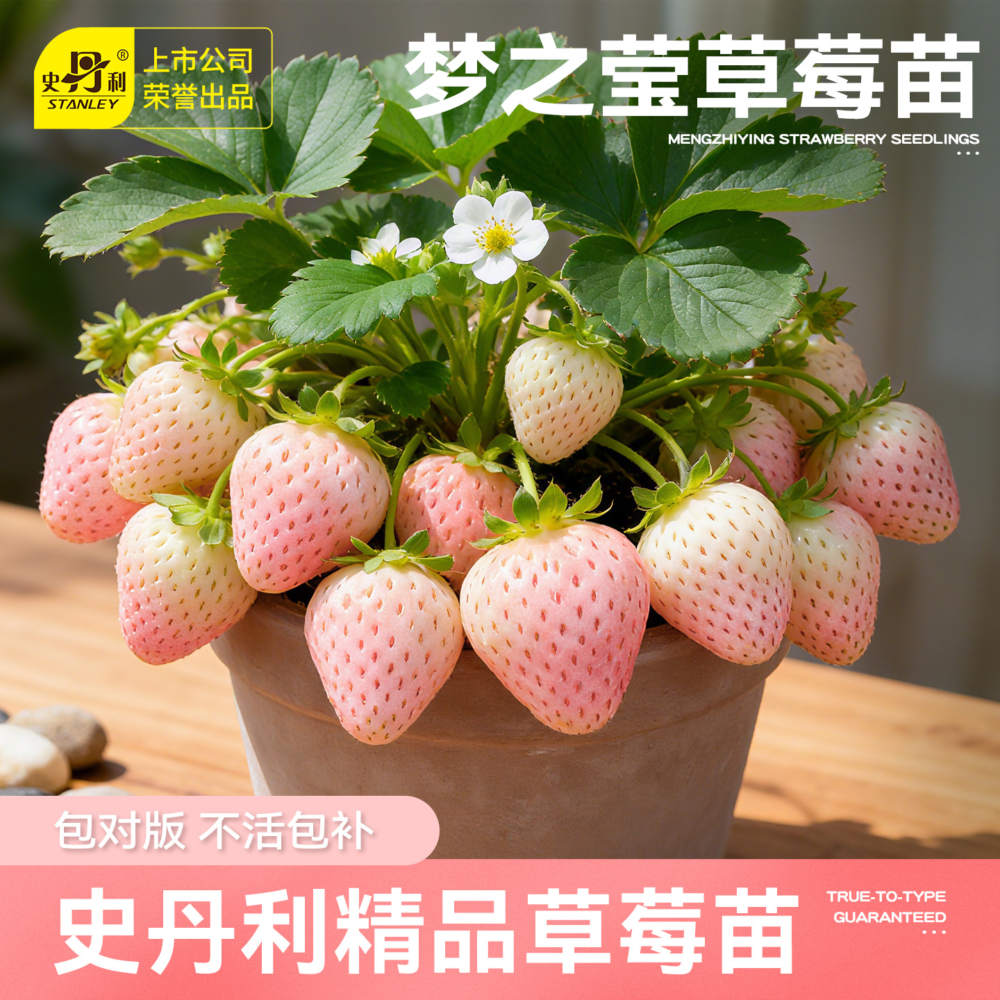 史丹利梦之莹草莓苗盆栽壮苗