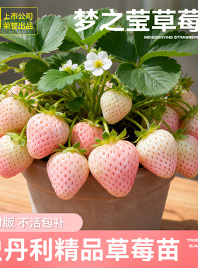 史丹利梦之莹草莓苗盆栽优质四季结果红颜章姬梦粉姬真红美玲阳台