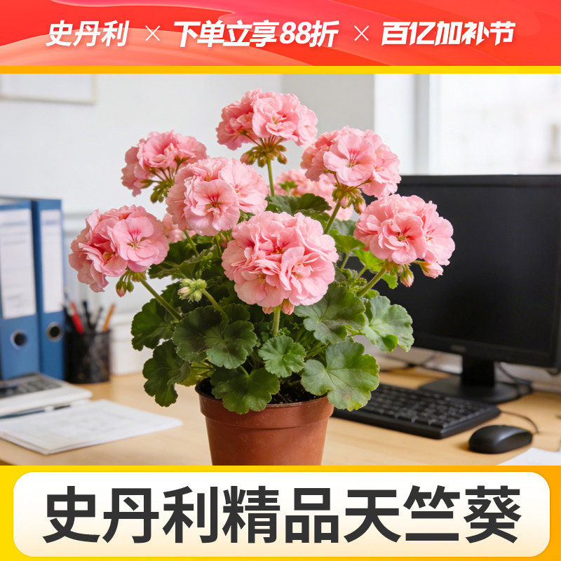 史丹利天竺葵盆栽好养的对版重瓣四季花苗品种四季开花大花天竺葵