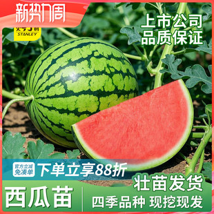 史丹利西瓜苗秧冰糖麒麟8424种子孑种籽种四季 春夏甜美都种苗大全