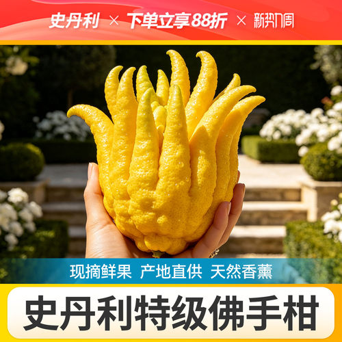 史丹利佛手柑鲜果摆件盆栽车载天然新鲜云南佛手柑鲜果特大佛手果