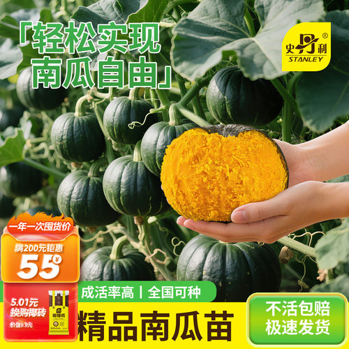 精品南瓜苗|不活包赔