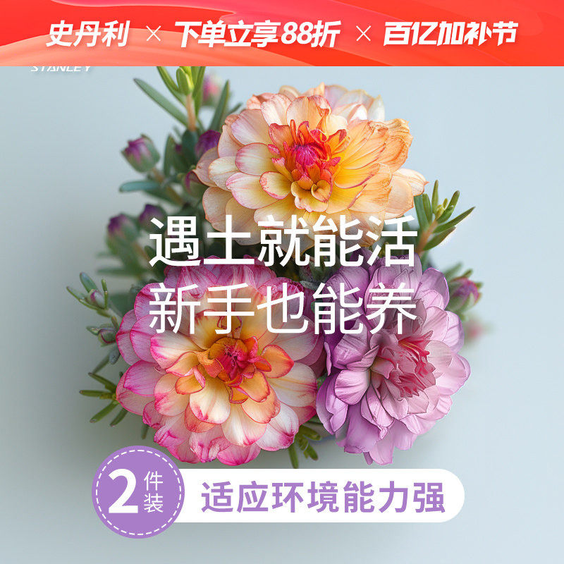 史丹利重瓣太阳花种子籽混色大花特大单瓣播种盆栽种孑四季开花