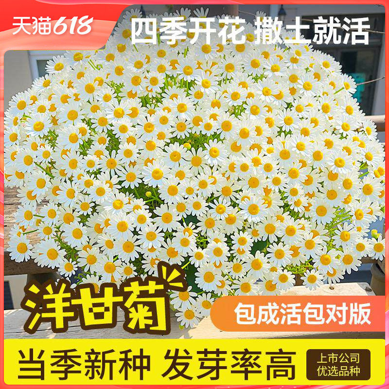 史丹利洋甘菊种子花籽小雏菊花种室内外阳台花卉种植四季播种开花