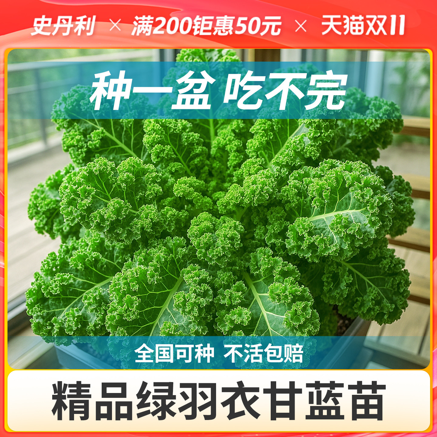 史丹利精选羽衣甘蓝苗