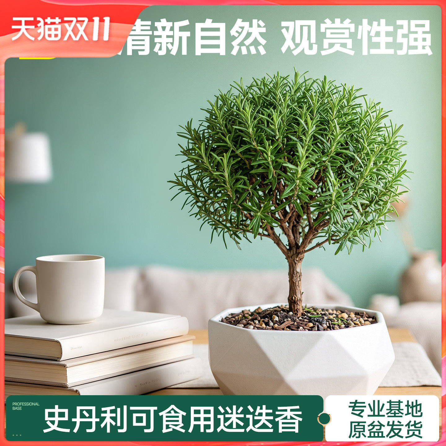 史丹利迷迭香盆栽可食用桌面绿植大盆香草植物牛排用室内地栽老桩