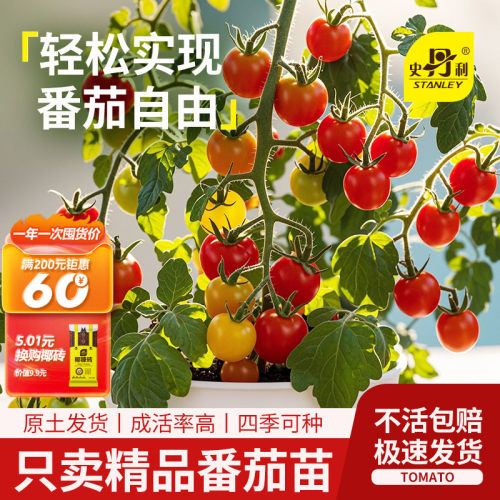 精品番茄苗|带花发货