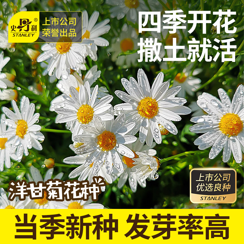 史丹利洋甘菊种子四季开花易活室内盆栽花卉白晶菊小雏菊花籽种子