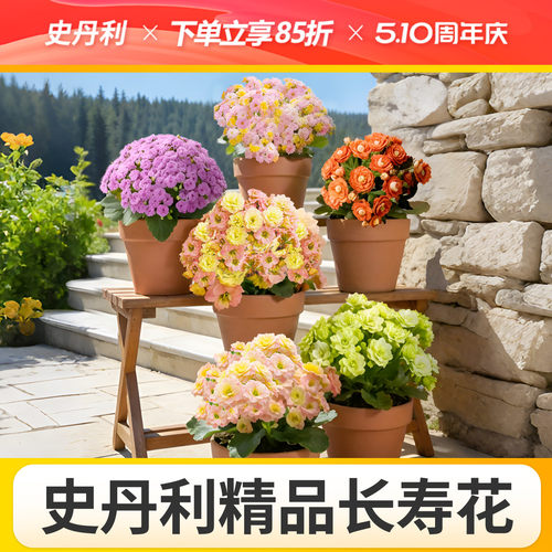 史丹利精品带花长寿花盆栽