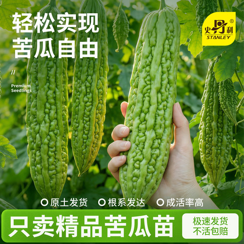 精品苦瓜苗|不活包赔