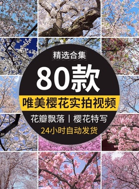 樱花树枝花海唯美浪漫花瓣飘飞春天风景粉色白色实拍空境视频素材