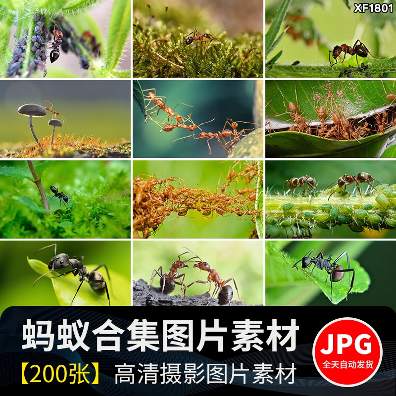 蚂蚁工兵蚁黑蚂蚁幼蚁切叶蚁昆虫设计素材/源文件