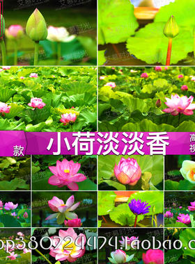小荷淡淡香 清新夏天荷花荷叶 莲花开背景 LED大屏幕舞台视频