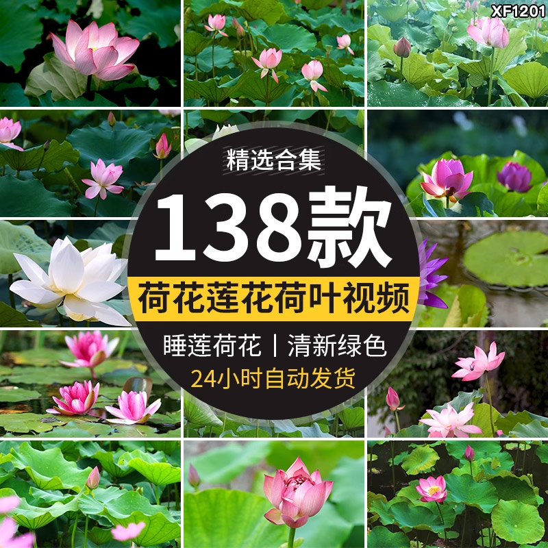 唯美夏天荷花荷塘蜻蜓荷叶莲花特设计素材/源文件
