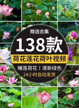 唯美夏天荷花荷塘蜻蜓荷叶莲花特写镜头清新绿色植物睡莲视频素材