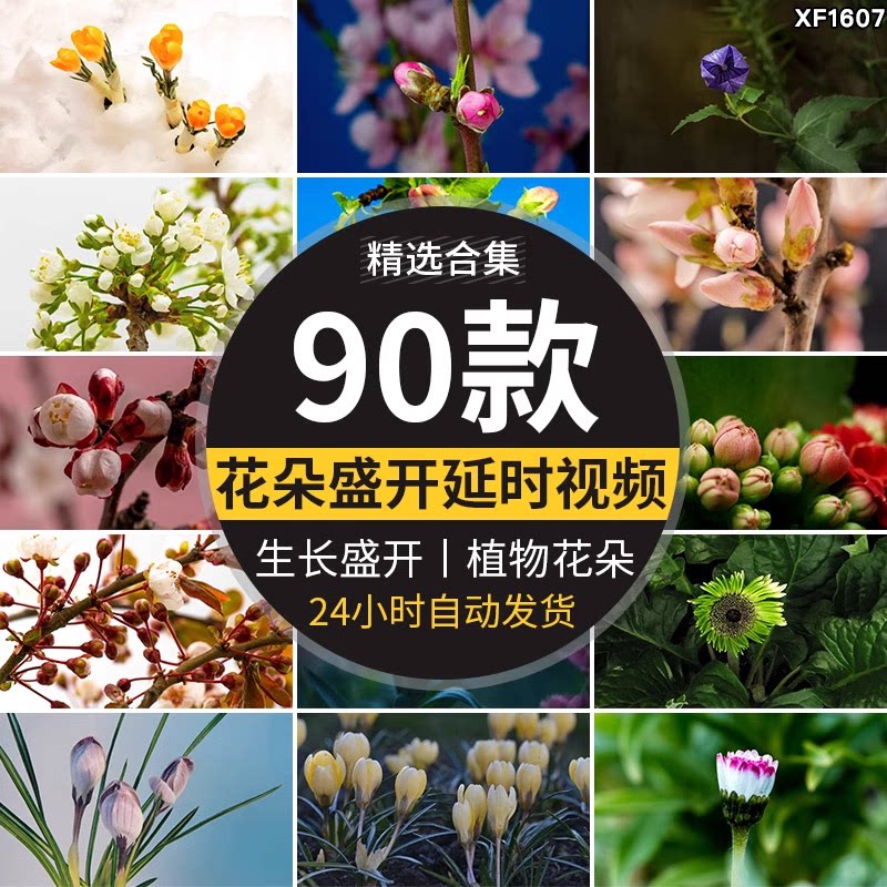 春天植物花草春暖花开花朵鲜花生长盛开绽放过程延时实拍视频素材