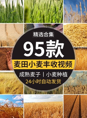 农业丰收秋季麦田发展麦苗青绿色麦穗金色小麦子成熟粮食视频素材