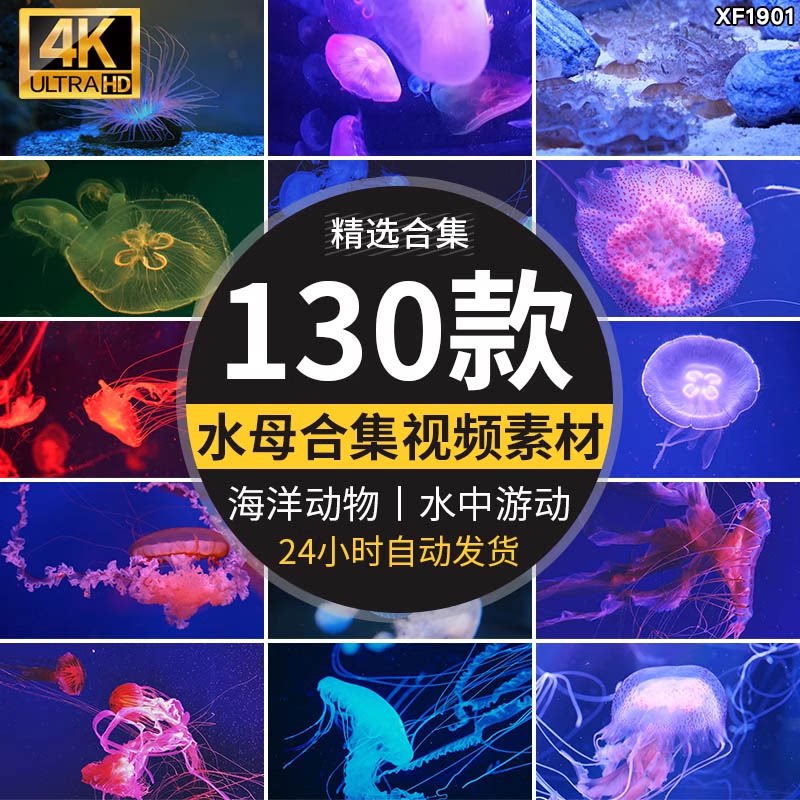 唯美海洋动物蓝色透明生物水母海底水中游动水下生物实拍视频素材