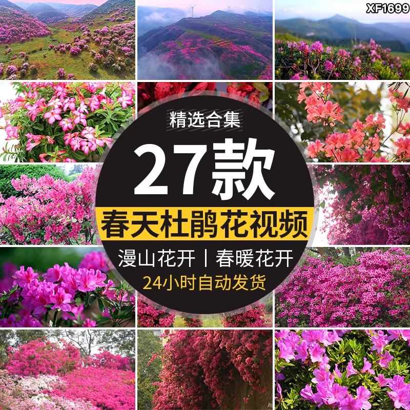 唯美杜鹃花盛开映山红春暖花开漫山高山春天满山花海实拍视频素材