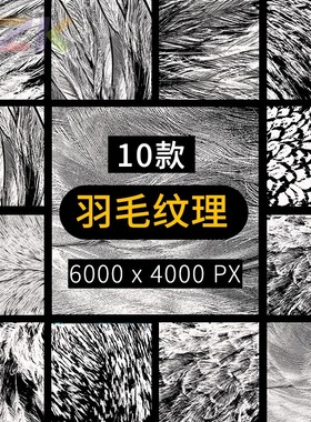 Alpha高清羽毛纹理材质笔刷PNG免扣贴图素材 黑白彩色 zbrush鸟c7