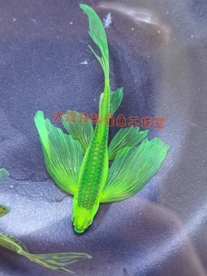 大尺寸成体蝶翼长尾长鳍斑马鱼小型热带观赏鱼绿翡翠淡水耐低温