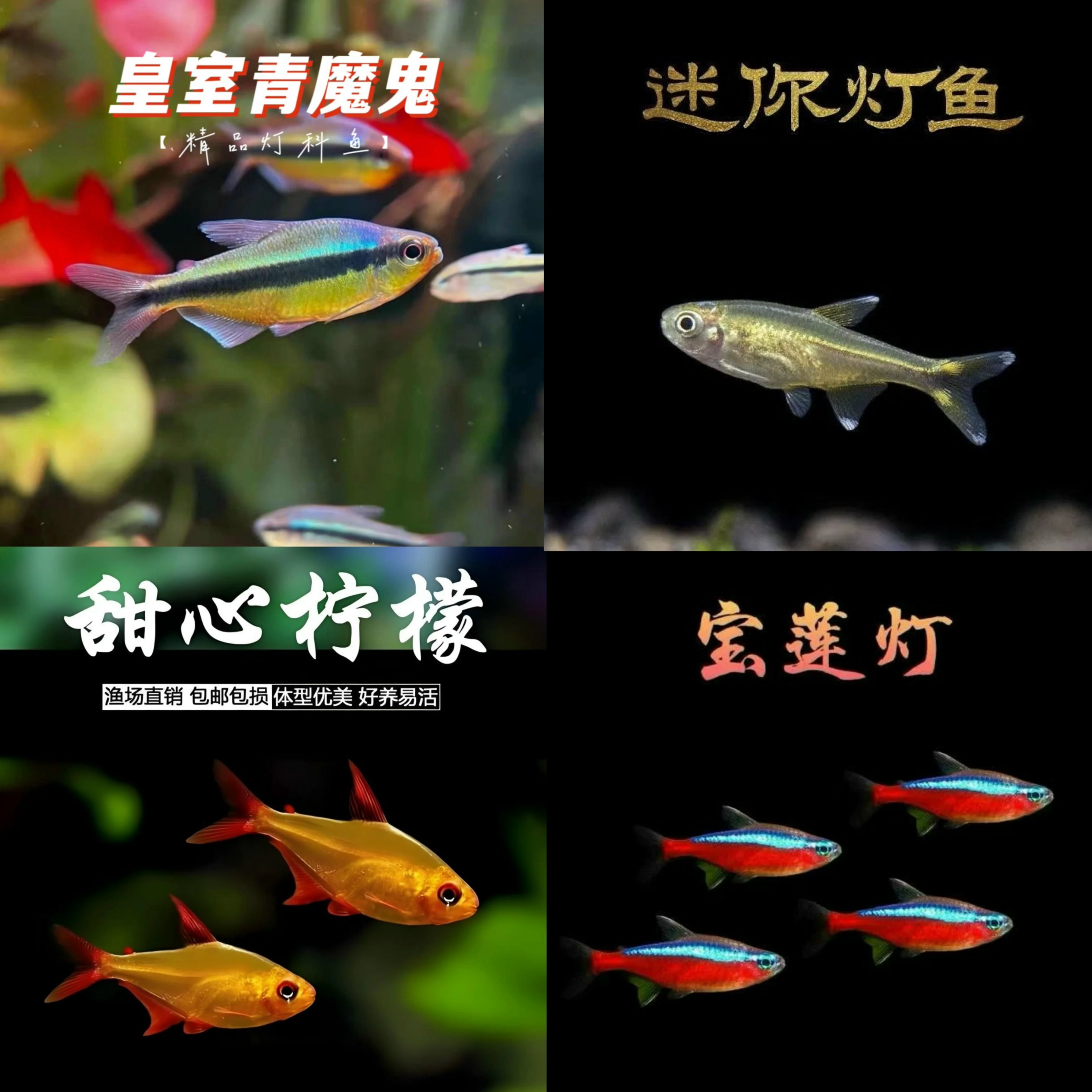 灯科鱼小型热带淡水鱼群游观赏鱼甜心柠檬喷火灯皇室青魔鬼宝莲灯
