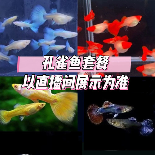 【孔雀鱼】热带小型观赏鱼天空蓝胎生鸿运当头皮实好繁殖新手