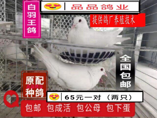 鸽子活物一对白羽王银王原配成年肉鸽小幼鸽青年鸽免邮包活包繁殖