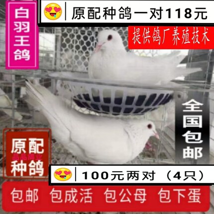 鸽子活 一对公母 种鸽白羽王银王原配小幼鸽青年鸽免邮包活包繁殖