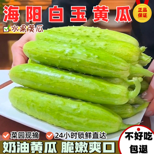 正宗海阳白玉黄瓜小青瓜 蔬菜新鲜水果小黄瓜现摘脆甜可生吃脆嫩5