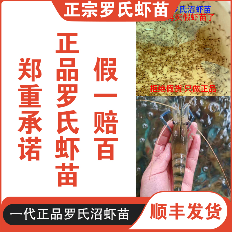 新一代罗氏沼虾苗 南美白虾 淡水养殖 鱼苗  食用虾 虾苗技术指导