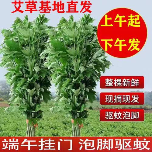 艾草新鲜整棵大叶端午艾草门挂洗澡泡脚驱虫野生艾草可食用艾蒿