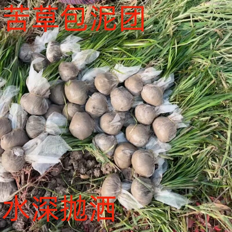 水草植物苦草四季常青短叶鱼缸矮生耐寒耐高温养殖鱼虾蟹净化真草