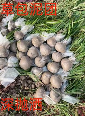 水草植物苦草四季常青短叶鱼缸矮生耐寒耐高温养殖鱼虾蟹净化真草