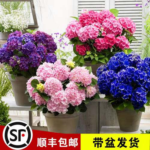 绣球花苗阳台带盆发货耐阴花卉