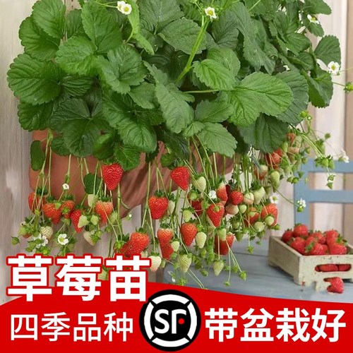 奶油草莓苗盆栽带盆带果