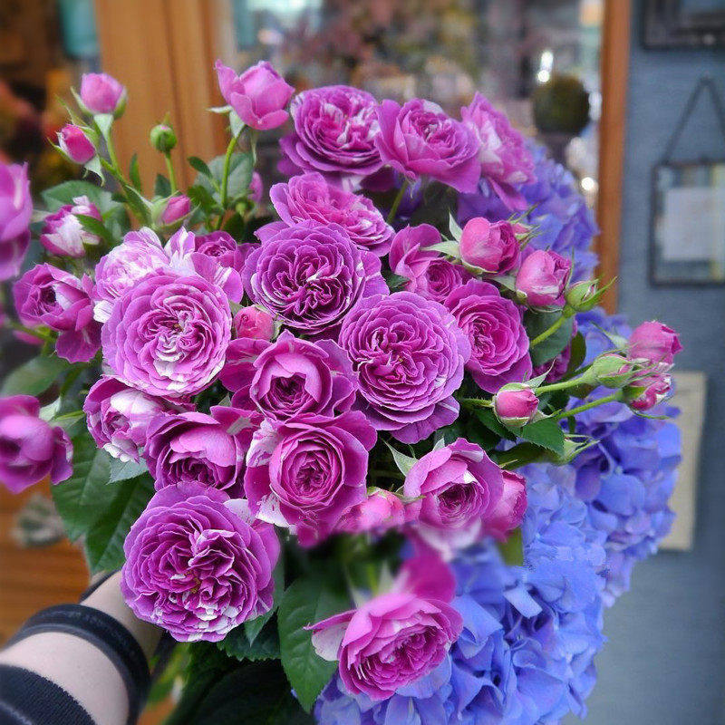 阳台微月紫色条纹月季花苗芬芳宝石四季开花卉植物带花玫瑰花盆栽